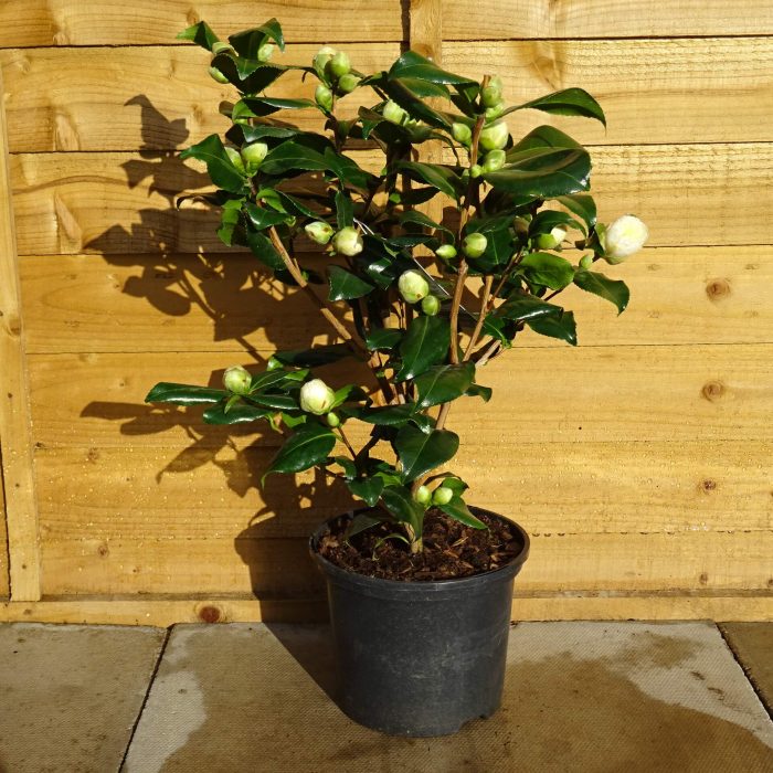 78e5c5ce-74e4-4a72-b93a-2c53b1881d54