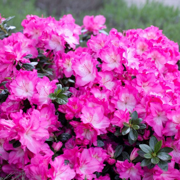 Azalea-Heidi-Evergreen.jpg 2d2ea075-6dc9-423d-bd15-17bc4b03600f
