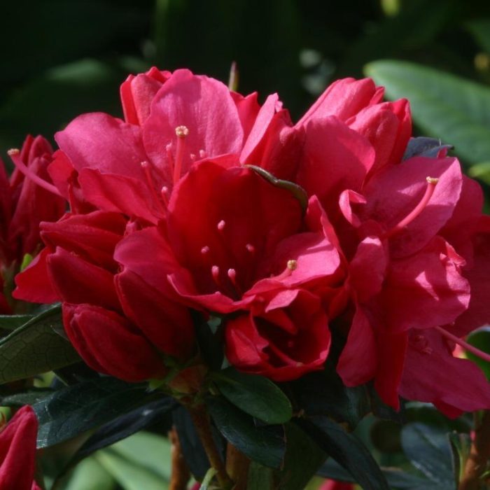 Azalea-Malcome-Galle-Evergreen.jpg 9b0b7299-f989-4f0d-9a7e-6102af75af2f