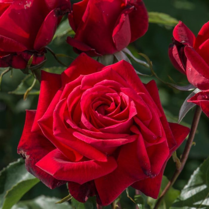 Bush-Rose-Ruby-Wedding.jpg c7cf97c6-d00f-41ce-aacb-d735cb12efb8