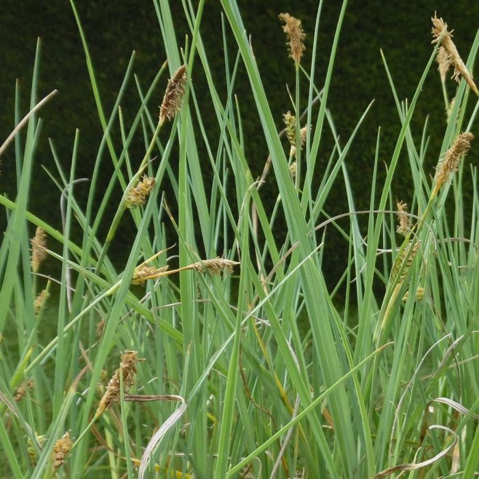Carex-Panicea.jpg 230c5994-e0fa-4909-b186-4df3fd9d3bd3