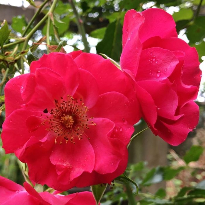 Olympic Roses Climbing Rose Olympic Flame - 4 Ltr ⋆ Cuckoo Bridge Nursery & Farm Shop