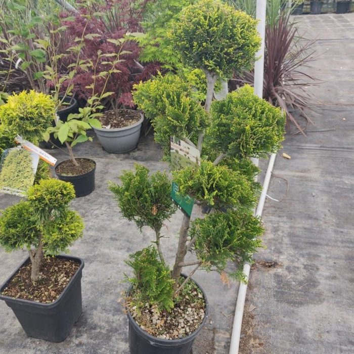 IMG_20200501_143409.jpg b52d8ccd-e31a-4b11-9c7f-ca49e341aeb4