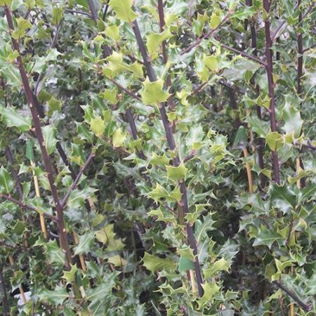 9455c76b-58c0-42b1-9d9b-41b063145001