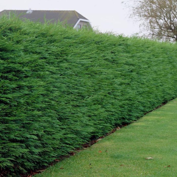 Leylandi-Green.jpeg 98445459-5dc0-4644-9b42-fbaffe718c85