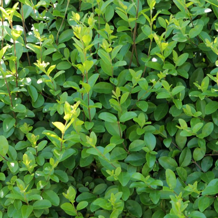 Ligustrum-ovalifolium-Privot-Hedge.jpg babcbe64-94b8-4fb1-ace4-68e64a833090