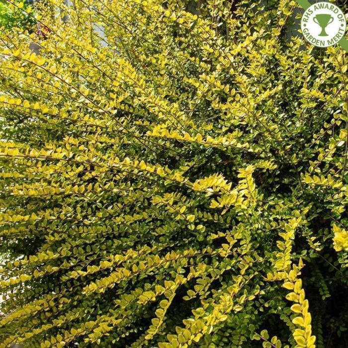 Lonicera-nitida-Baggesens-Gold.jpg a80e32e7-9d14-41d0-879c-314ca49bcc83