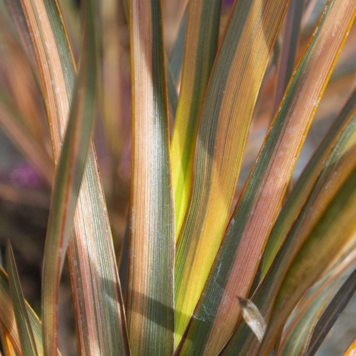 Phormium_Flamingo_9459-scaled-1.jpg 5107dacc-69c2-4e40-b674-7557e800e695