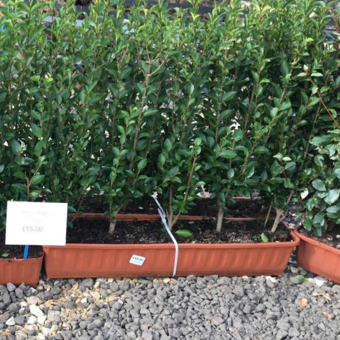 Privet-55-per-m.jpg fc427c93-b75f-4d6f-8339-144f8fa92b05