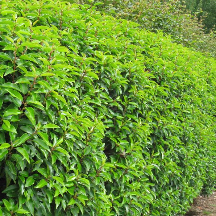 Prunus-lusitanica-Portuguese-Laurel.jpg 8aaa2a3e-43da-4c28-9ddb-a68a057ac666