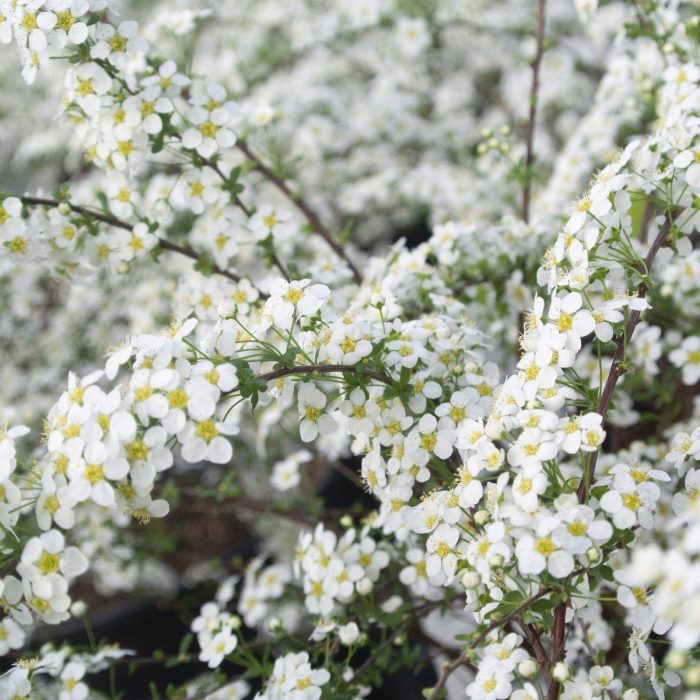 Spiraea_Arguta_9414-scaled-1.jpg fdd2d87b-00c3-42ff-a06a-f4e6b3558979
