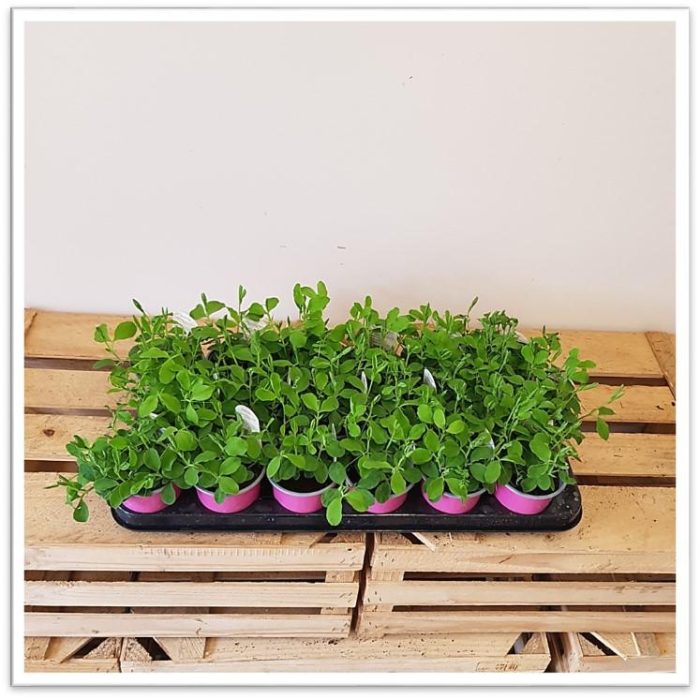 SweetPeas9cm.jpg c1e35a35-8030-42eb-8a5e-0adae8a177cd