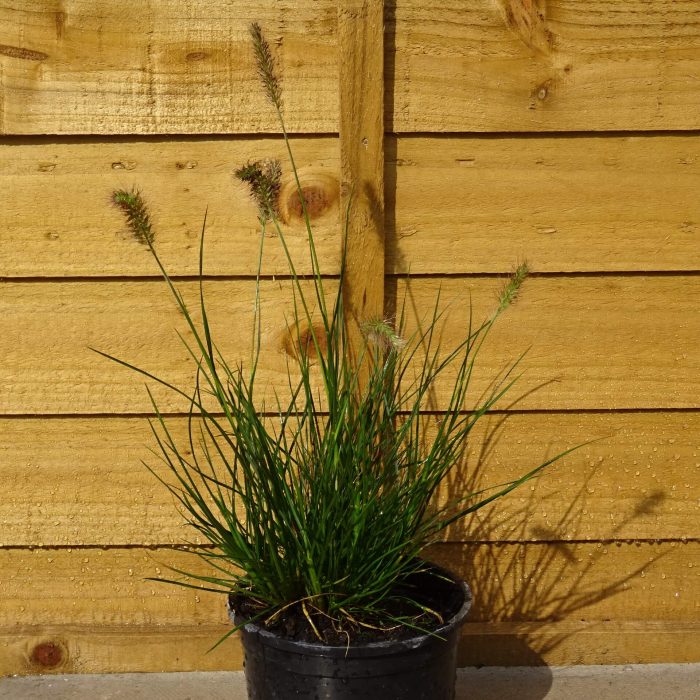 a0df737a45f50d47e37fd1f1d14ec9a7.jpg 34301c39-353d-43ee-b46b-3fcf6d8aa7a5