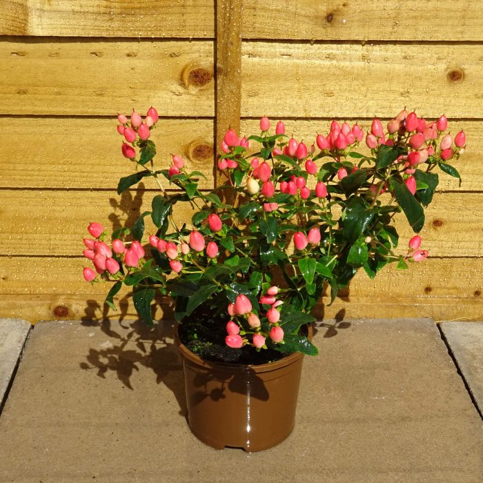 69e51794-b961-4b0a-8dfe-ee1fd755bb9f