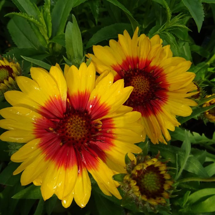 a1133e788e60ab0b2e69a46996b2f245.jpg bcfbcd23-654b-4ef4-9b45-36fcb8e55c1e