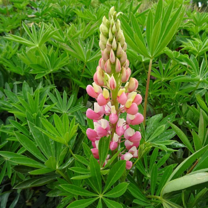 ec6fcd0c-5312-44a6-ac4f-e2410a130789