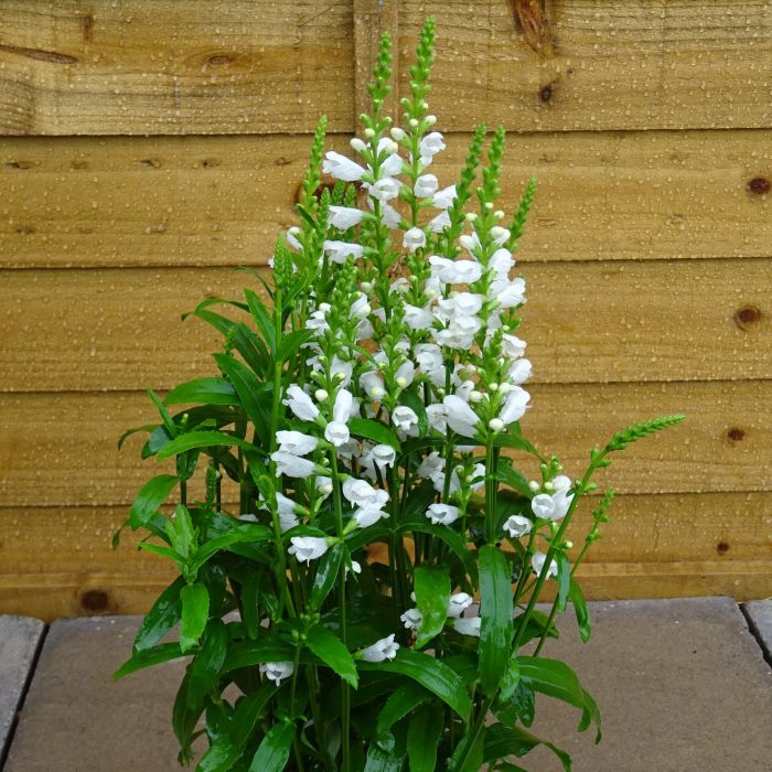 c2c95043-5804-4a57-9213-1c355a1da610