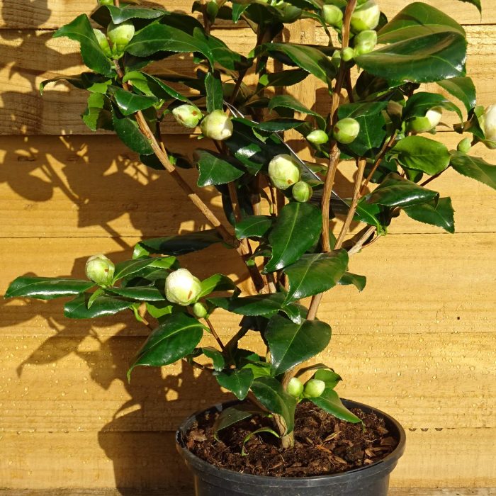 d18cd6c1-3505-4d97-92c2-3a2f71e43764