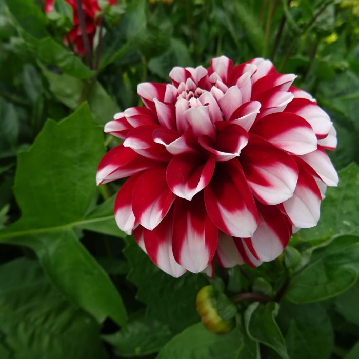 a2971ada564ec32652ecd5edd9123995.jpg 40c956cb-fe8a-4dfb-a1fd-2e2763fc60e1