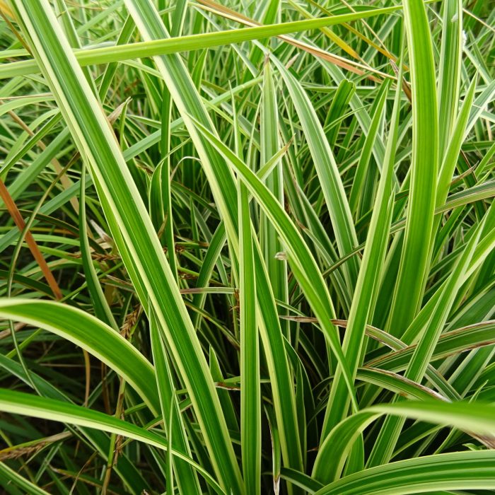 42a6b209-e230-425c-abc9-16e50891c466