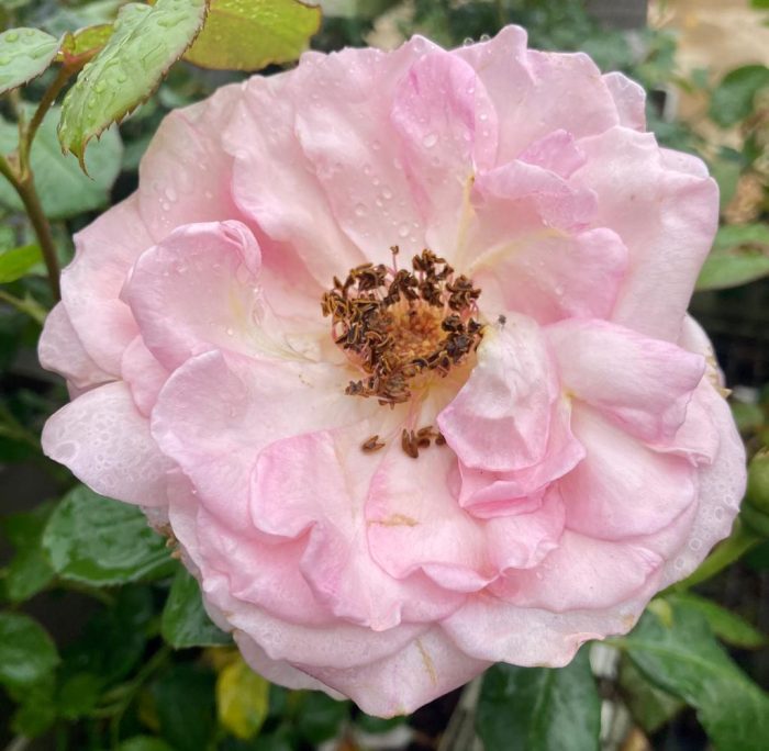 f808122a-bff2-433a-8a7b-18b9c69c3906