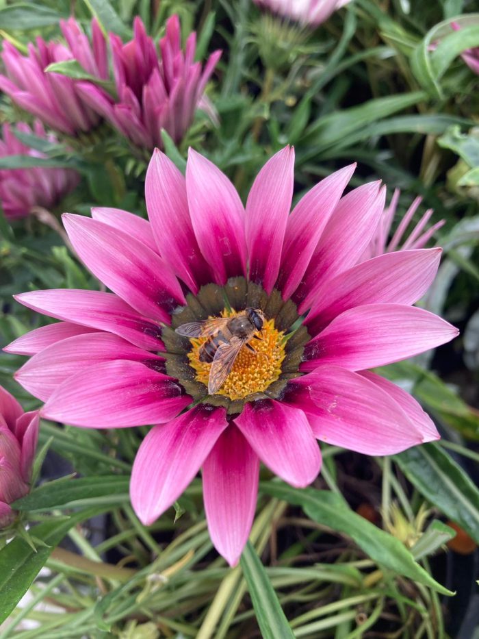 a45d4d627766f4291d6ca5f254694008.jpg 3883a73e-53eb-433e-b9ab-ca9867c31044