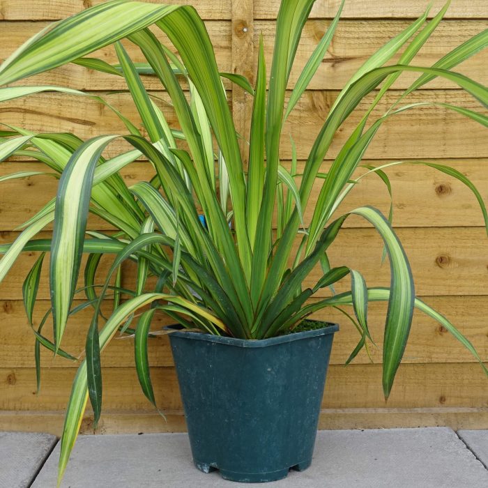 86ce3781-4cda-4610-a29e-f30232423fe0