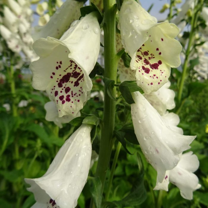 9fbe2e68-25ea-4c10-8b12-7d7adab7924a