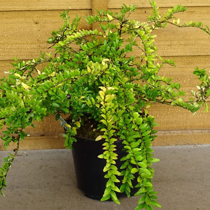 d66f997e-c5f1-4ae6-9cd1-5040783acaf4