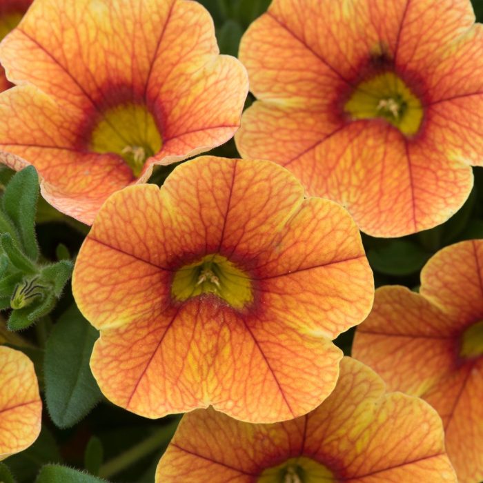 3ae11fa7-fc91-4285-ad82-3e55e03f8401