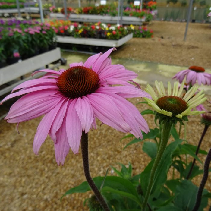 ca2f42db-f931-4736-9923-5d75ea4153b3