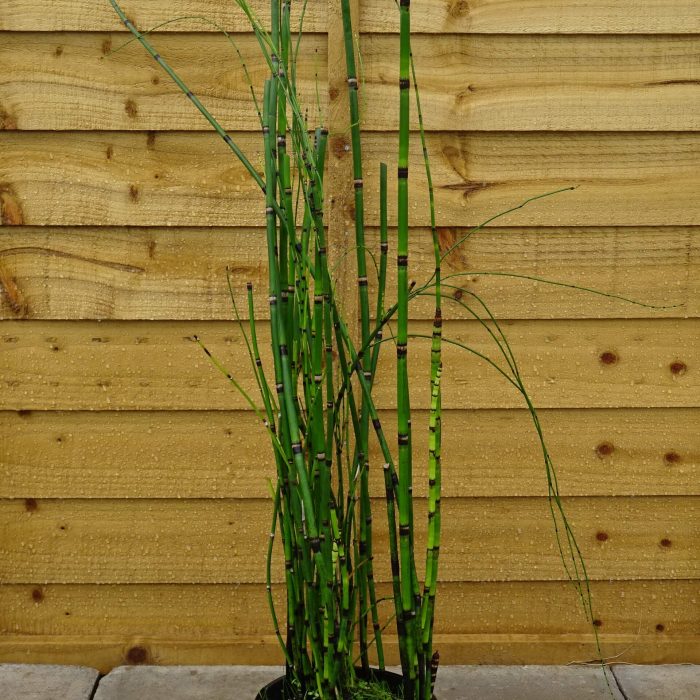 a5ec2743a82ca99276dbaaa936ea9683.jpg 4b82564e-6f87-4f4b-94d9-0734c3b827ba