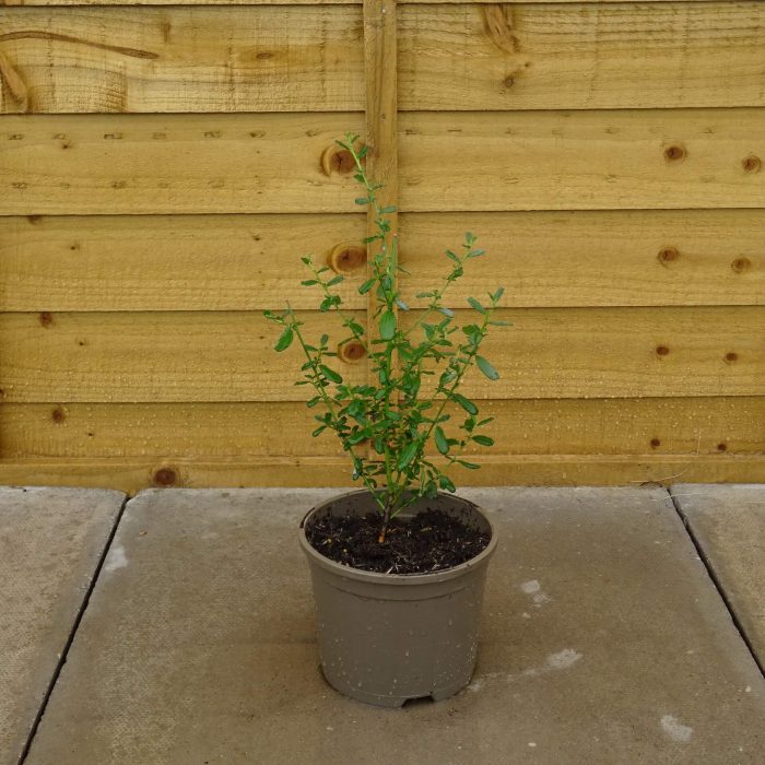 a77983d40fb8d4d0508ee0b7006c353c.jpg 1ccf2e56-f4c6-4bbb-b923-7c4cdf6a38ec