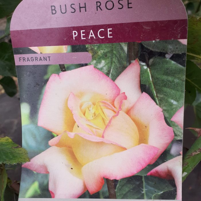 3029ea84-8dbb-462d-a541-fe72e540cd8b