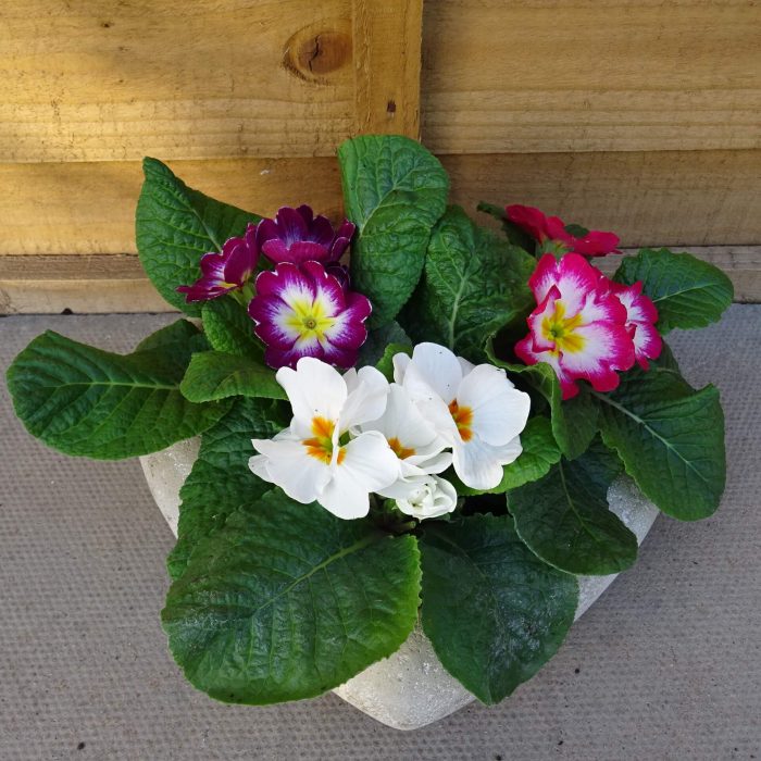 a81ee331fe42d48818556b12928344f6.jpg 85456a4c-ab57-4702-bc57-9eb835bfb16f