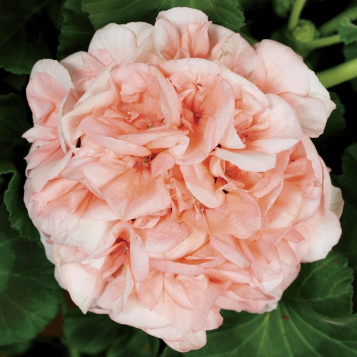 9bf2b1b0-6c38-40de-8d2e-a05ab258654b