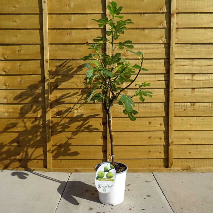 239afb4e-42c7-4156-932f-a859144be265