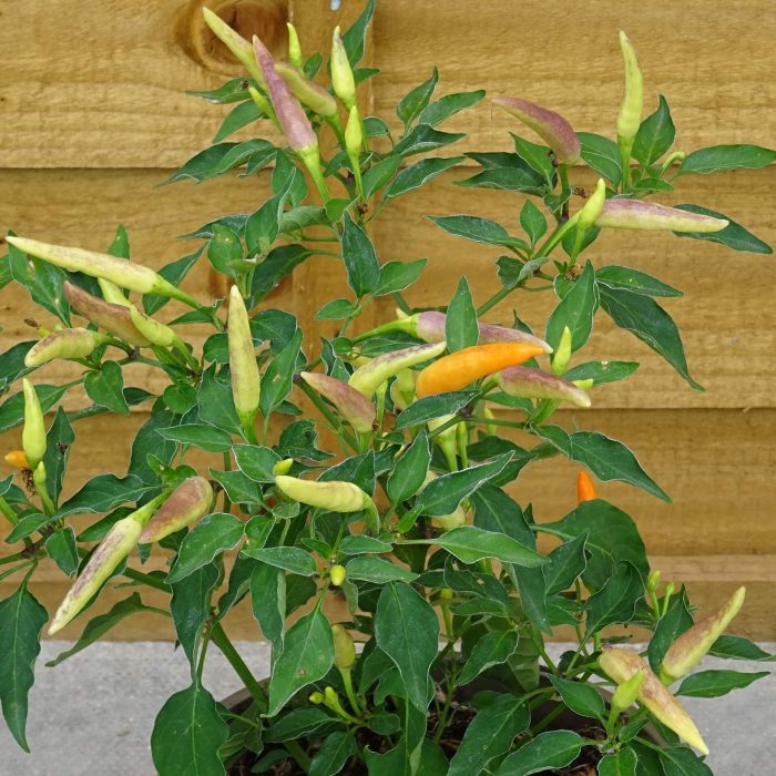 c2d002d2-8f5b-4b49-a81c-99975a06b6ee