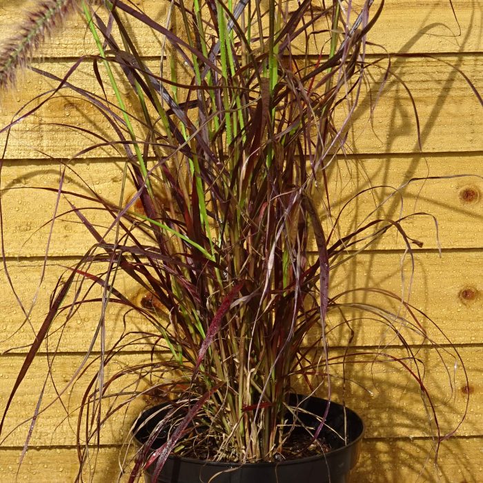 a932684d33c35982241a96fef970aeb4.jpg 2c174926-6efb-487d-af05-a3cdfd784b08