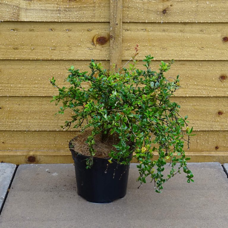 Berberis Compacta 2Ltr ⋆ Cuckoo Bridge Nursery & Farm Shop