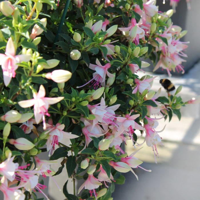 176ed6e8-f29f-43ef-81f0-6a7c247e8a3b