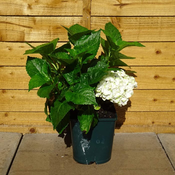 b0d52029-3e36-43bf-b87d-db7cc81b2ab8