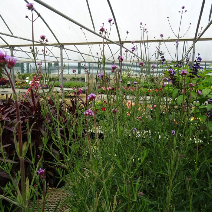 e3a307d7-6a2f-4a82-a50b-cb560e6d69c0