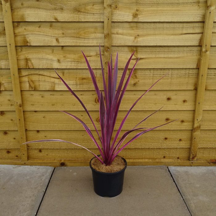 cd849b65-8d0e-4989-8c1b-b1b4bb69c4d9