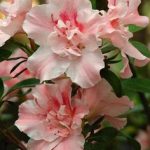 9529aad9-602c-4636-87f3-09f45cc063af