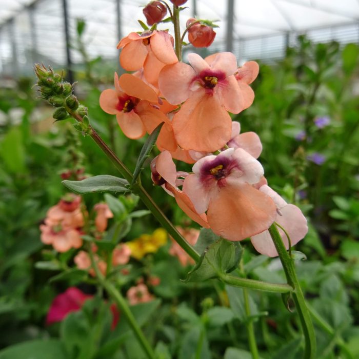 afee6d757091a322d3bbd1f2152ae12d.jpg 669a2cfb-a9c9-4846-a09c-78640c198e54