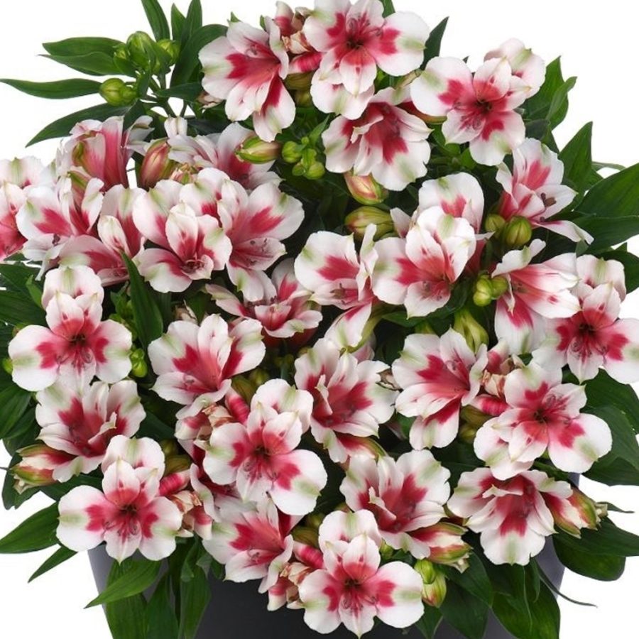 Alstroemeria Inticancha - 