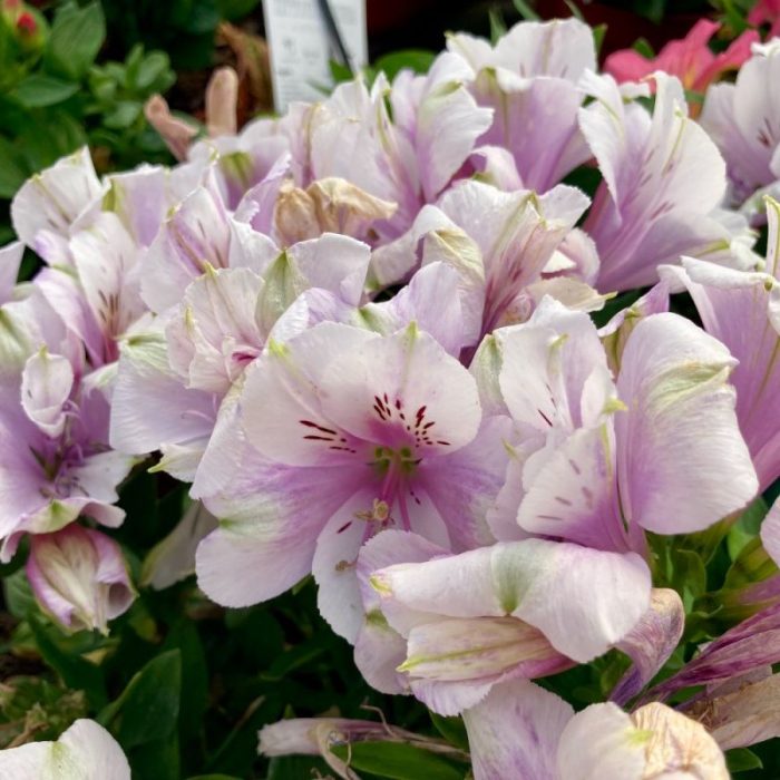 alstroemeria-inticancha-moon.jpg 2f711e67-6503-4df1-bd79-e43b1f769144