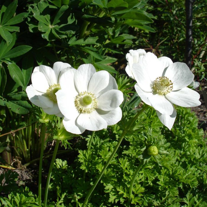 anemone-coronaria-The-Bride-LD-anneheathen-53609-2.jpg 6cd115fd-8226-4e58-abf5-44c1d756708d