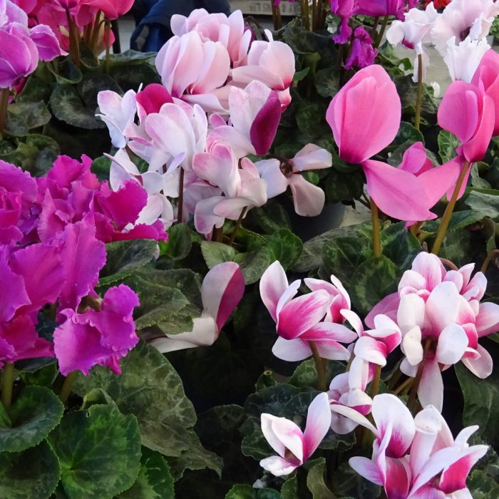 b09f51ba-e1e1-477b-bf5a-ad1eb424735d